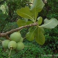 Careya arborea Roxb.